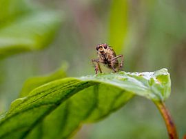 Fly by Raymond Schrave