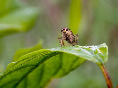 Vlieg op blaadje
