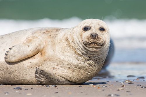 Luie zeehond