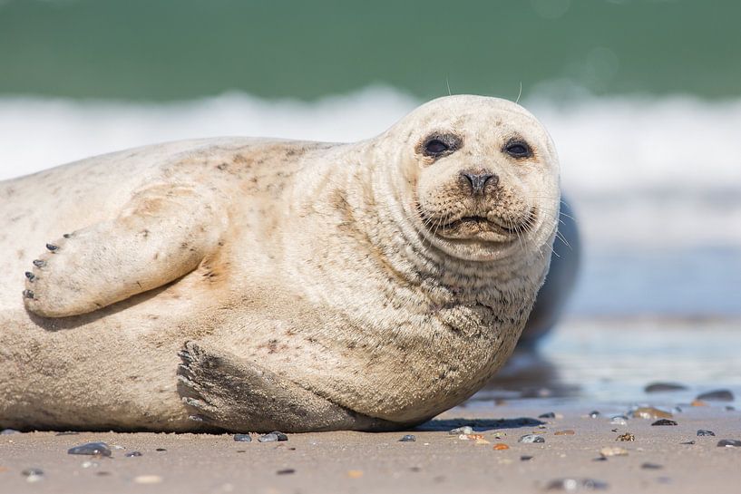 Luie zeehond van Kris Hermans