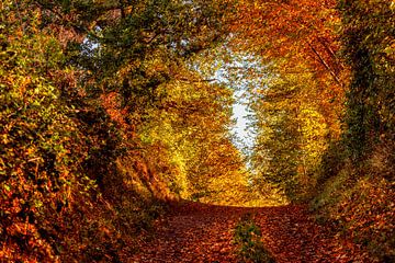 Herfst in Zuid-Limburg in de buurt van Vaals van John Kreukniet