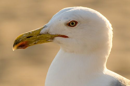 Portret kop en snavel van een zilvermeeuw
