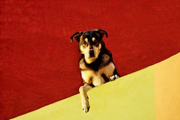 HUNDE 4 von Miroslav Ptacek