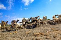 Goats on Karpathos