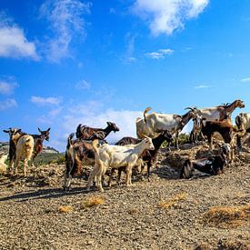 Goats on Karpathos by Laura V