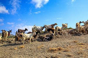 Ziegen auf Karpathos