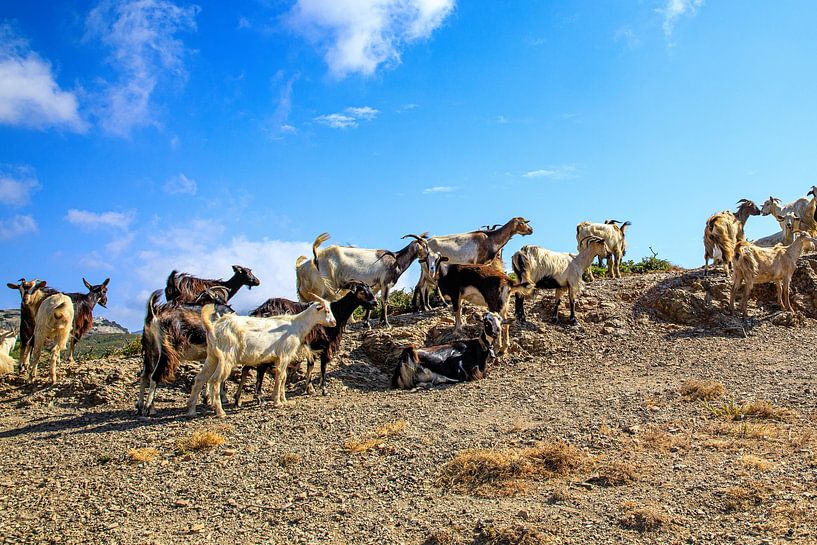 Geitjes op Karpathos van Laura V