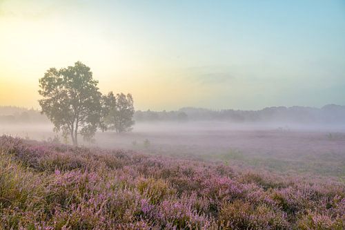 Lever de soleil sur un paysage de bruyères à la Veluwe