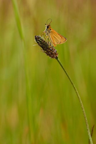 geelsprietdikkopje steekt de tong uit
