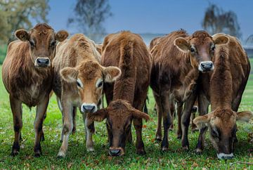 5 brown cows in a row by Lisette van Helden