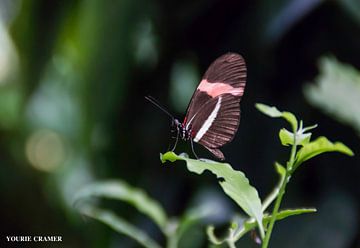 Butterfly by Yourie Cramer
