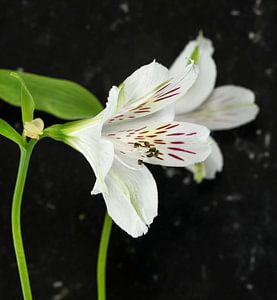 white alstroemeria flowers 