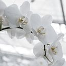 White Orchids by Idema Media thumbnail