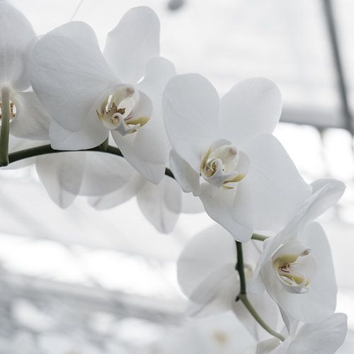 White Orchids