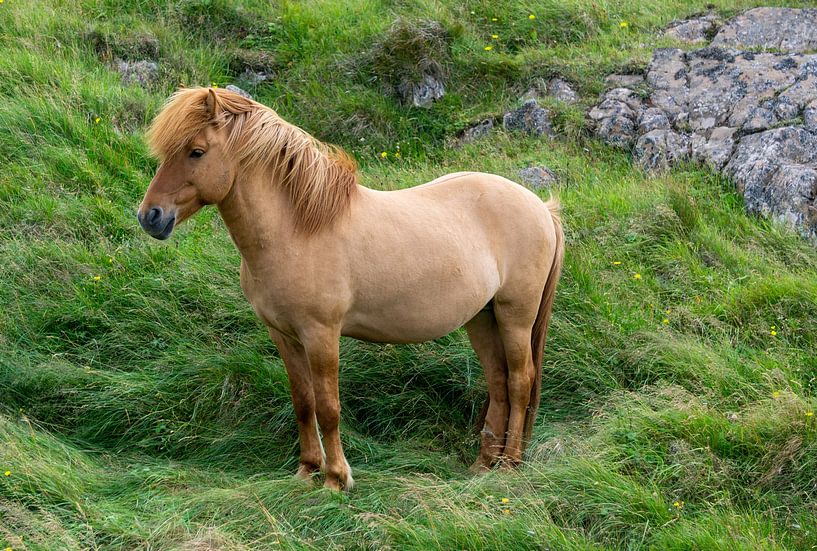 Isländisches Pferd einzeln von Henk Alblas