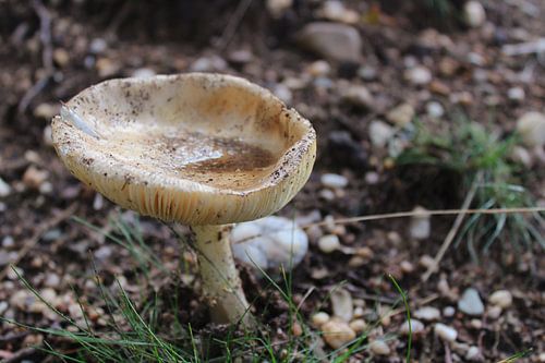 Paddenstoel met regenwater