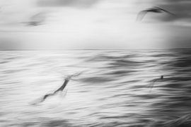Black and white image of seabirds artistically captured (long shutter speed) by Close_Up_And.....
