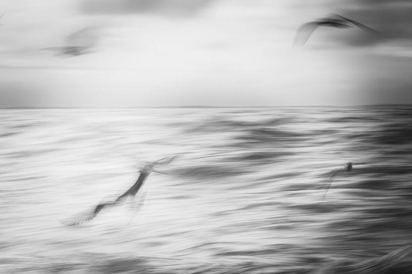 Black and white image of seabirds artistically captured (long shutter speed) by Close_Up_And.....