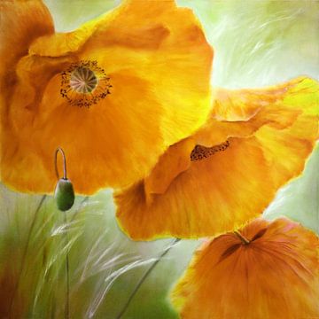 Driemaal klaproos - goud en oranje van Annette Schmucker
