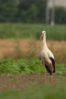 Porträt eines Storches