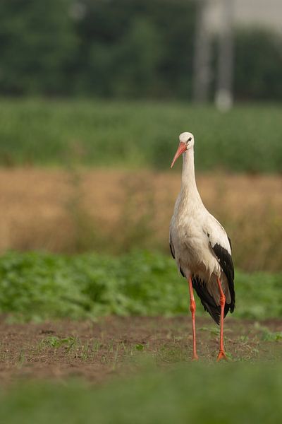Porträt eines Storches von Sven Scraeyen