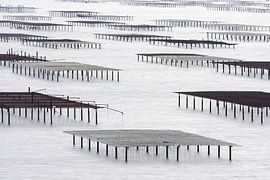 Les bancs d'huîtres près de Bouzigues