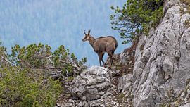 Chamois in the German Alps near Zugspitze von Sebastian Czech