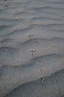 Vogel pootjes in het zand.