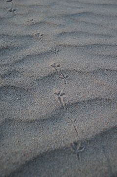 Vogel pootjes in het zand. von Frank Van der Werff