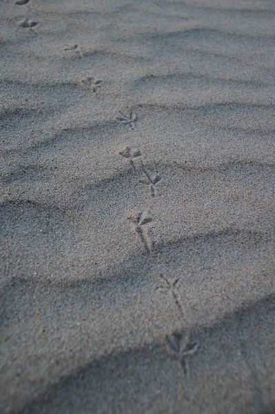 Vogel pootjes in het zand. van Frank Van der Werff
