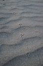 Vogel pootjes in het zand. van Frank Van der Werff thumbnail