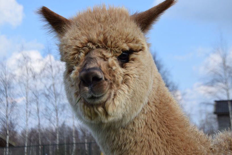 Alpaca van Colinda De Vries - Trof