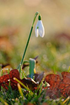Snowdrop with morning drops