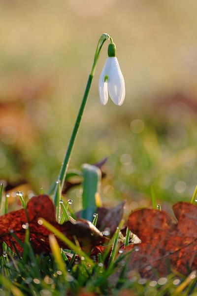 Perce-neige avec gouttes matinales par Quirina
