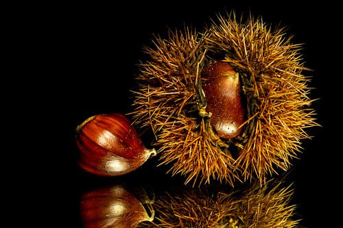 Sweet chestnut on a mirror with black background
