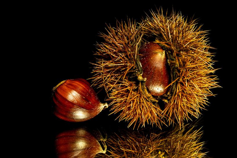 Sweet chestnut on a mirror with black background by Dafne Vos