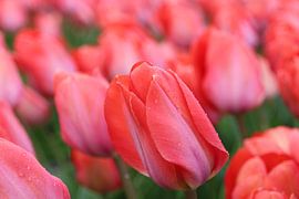 tulip by Hanneke van den Berg