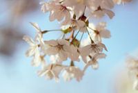 Fleurs de cerisier sakura dans la lumière fraîche du printemps.