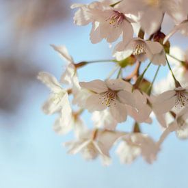 Kersenbloesems  sakura  in het frisse lente ochtendlicht van Anke Winters