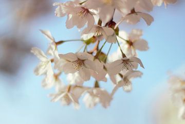 Kersenbloesems  sakura  in het frisse lente ochtendlicht van Anke Winters