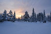 Winter Magic