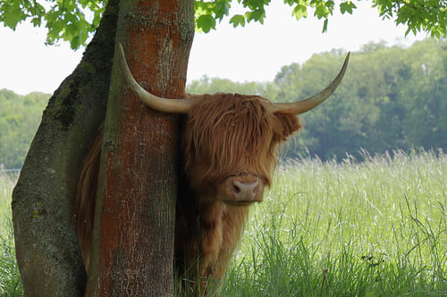 Highland beef