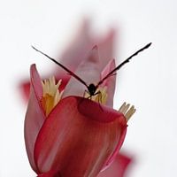Vlinder in het rood