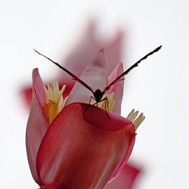 Vlinder in het rood van Kiezel Fotografie