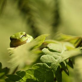 Boomkikker sur Anita Kortus