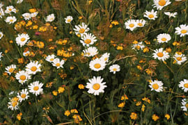Dromerig en sfeervol bloemenveld vol met madeliefjes van Hauwert Photography