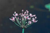 Zwanebloem van Claudia De Vries thumbnail