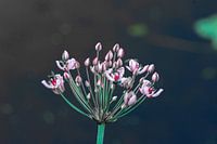Zwanebloem