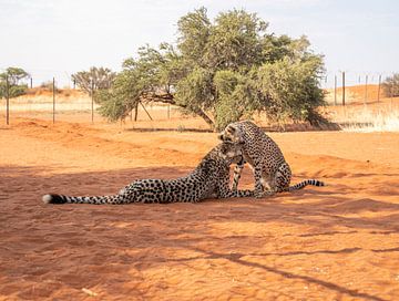 Cheeta's knuffelen met elkaar van Patrick Groß