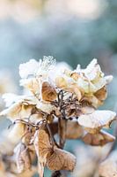 Alte Blume